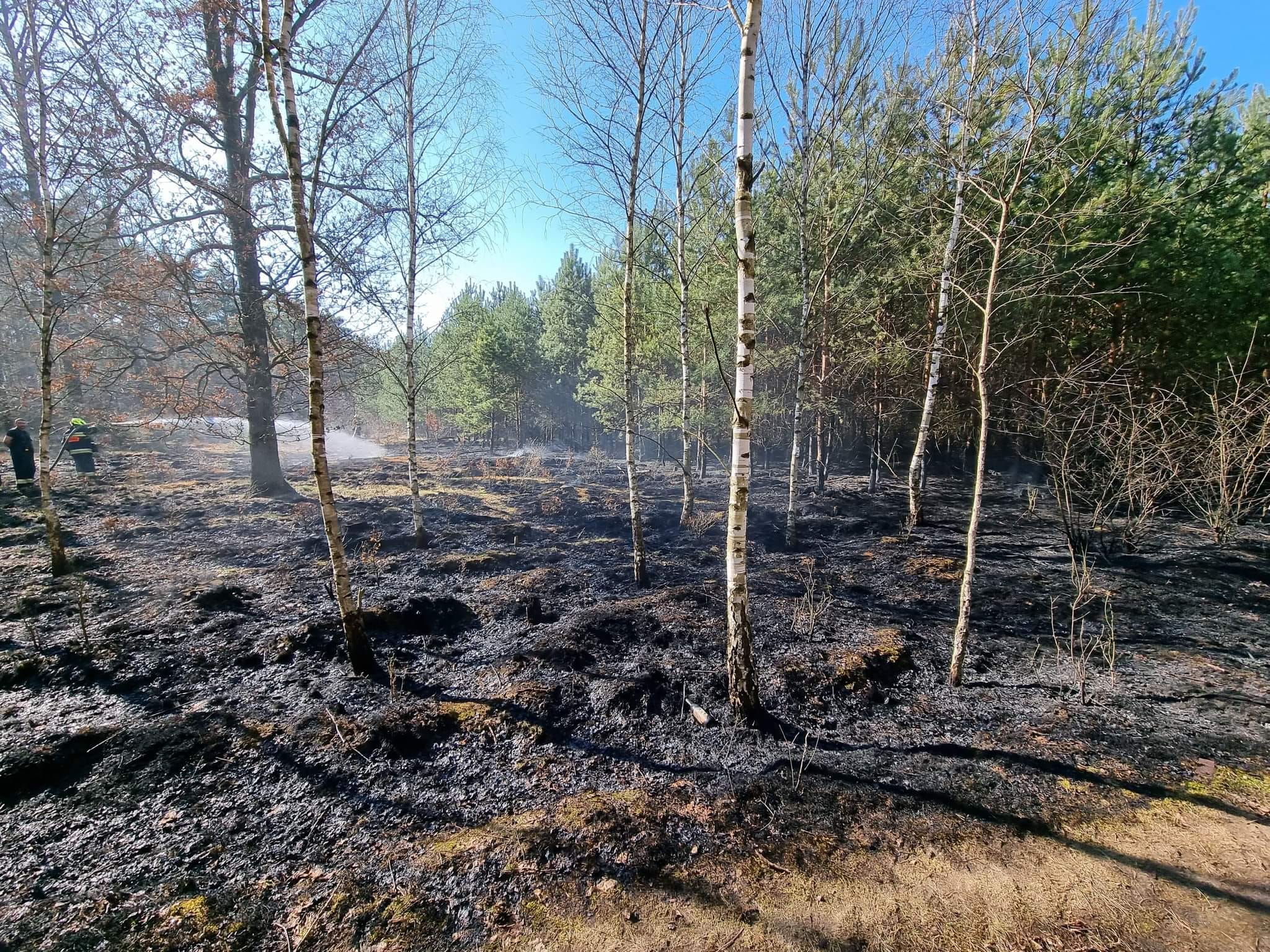 Liczne pożary w gminie Chocianów. W Szklarach Dolnych spłonęło 25 arów lasu 
