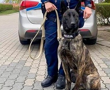 Panto, policyjny pies na medal 