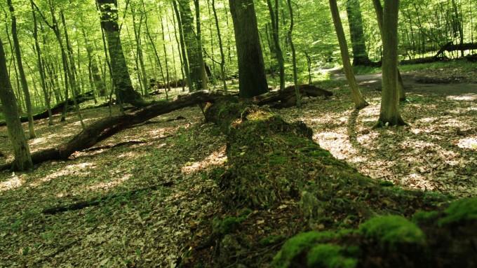 Nadleśnictwo opracowuje Plan Urządzenia Lasu 